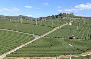 福岡県八女市の日本茶園